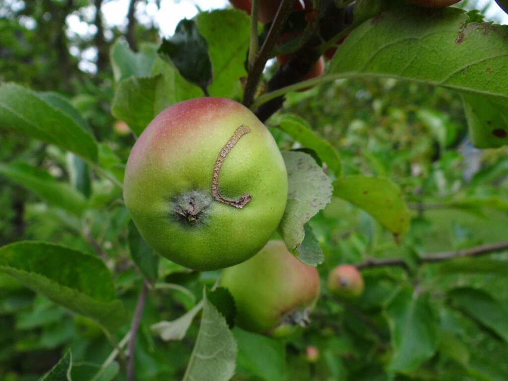 jabłka uszkodzone przez owocnicę jabłkową