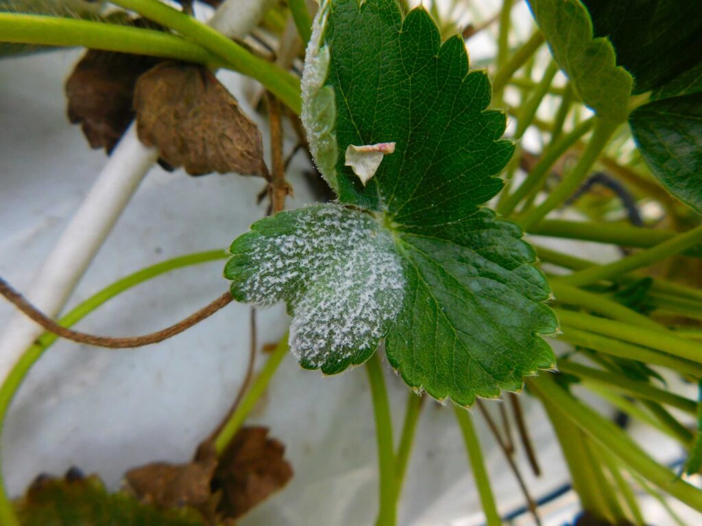 zarażony liść truskawki