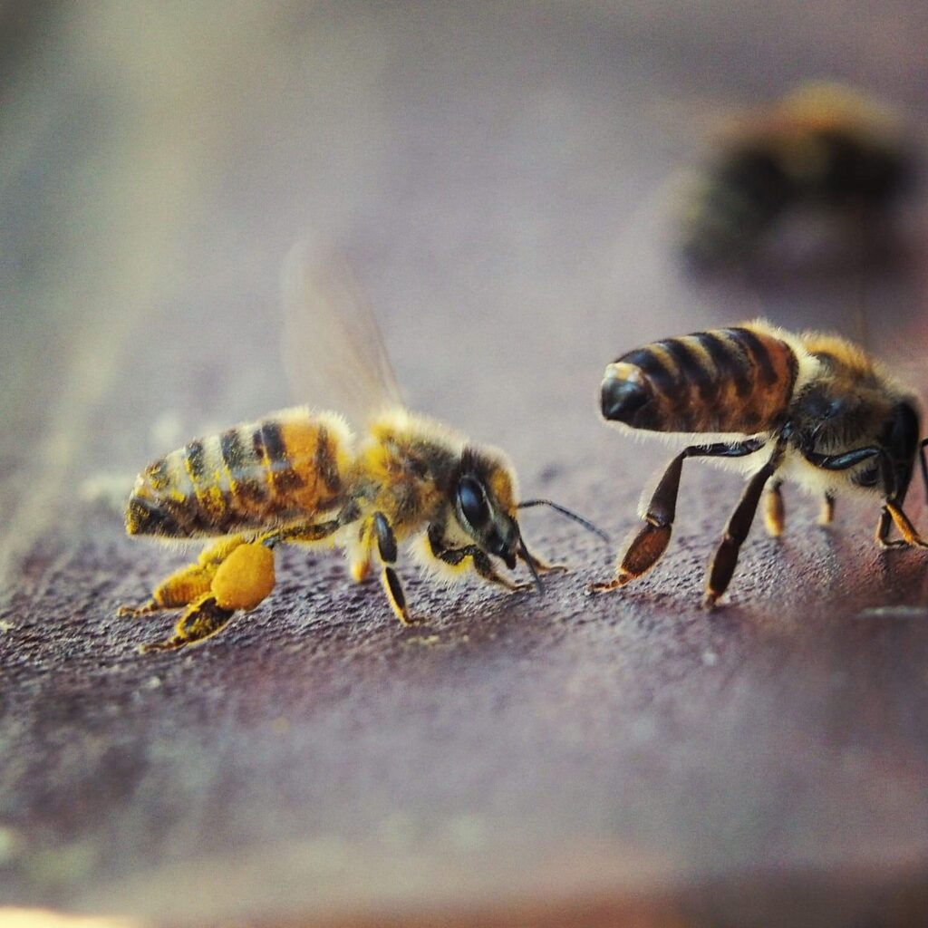 pszczoły z pyłkiem