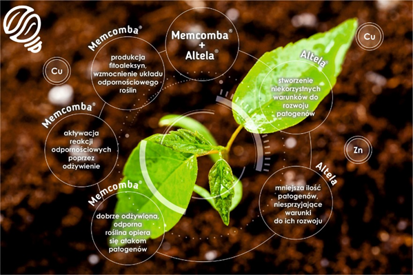 działanie kombinacji altea i memcomba