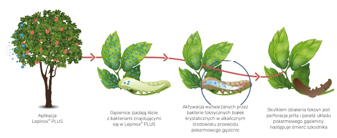 zwalczanie gąsienic Lepinox