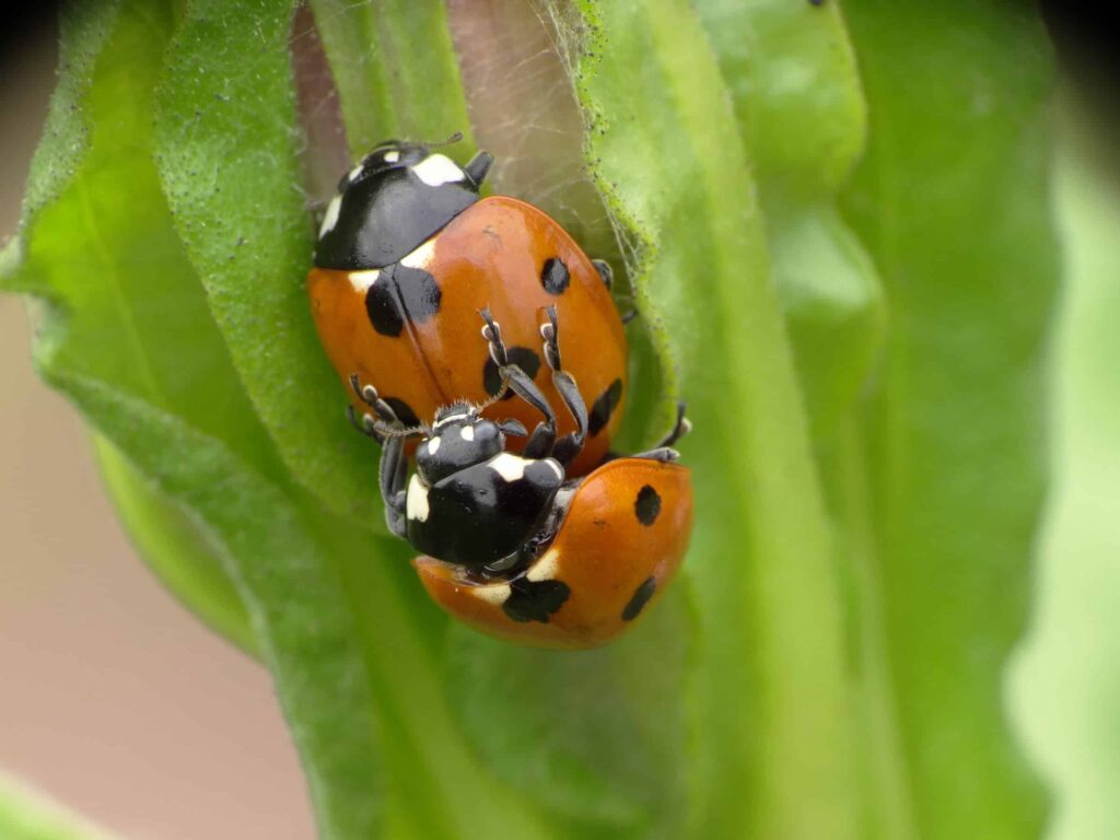 Biedronki siedmiokropki