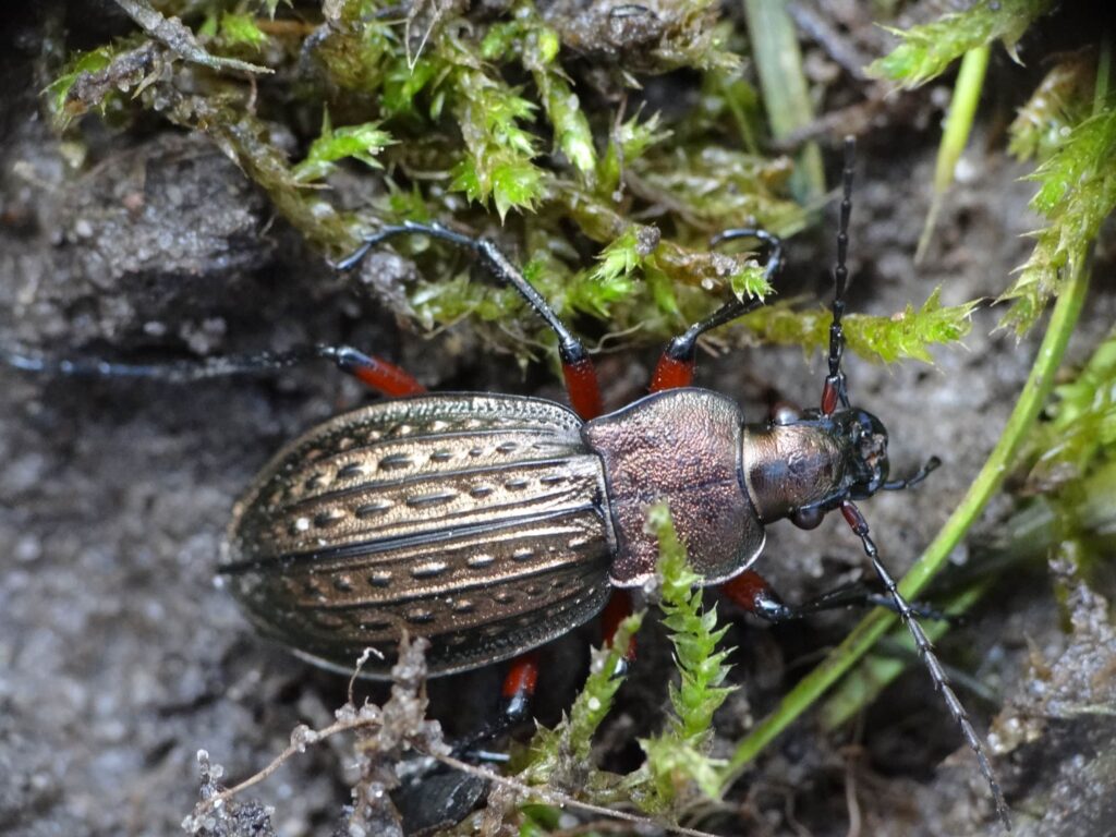 Chrząszcz z rodziny biegaczowatych