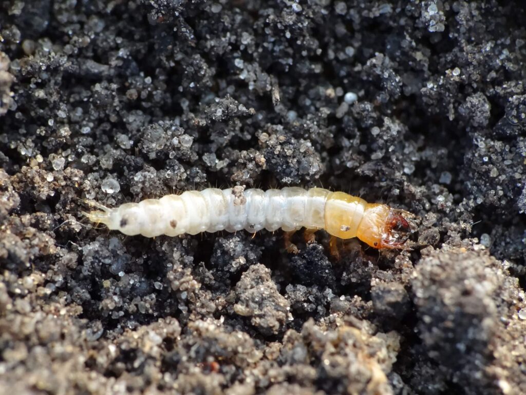 Larwa chrząszcza z rodziny biegaczowatych