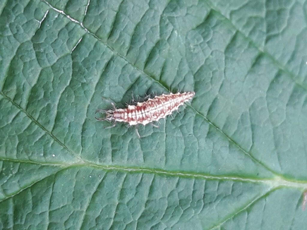 Larwa złotooka