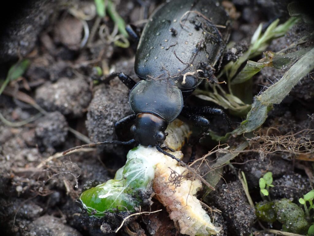 Tęcznik złocisty pożerający gąsienice