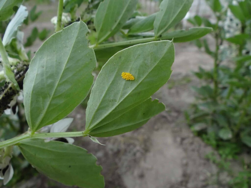 Złoże jaj biedronki