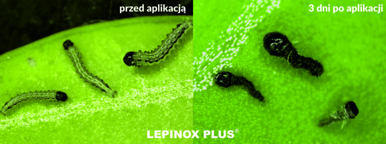 Działanie Lepinox PLUS