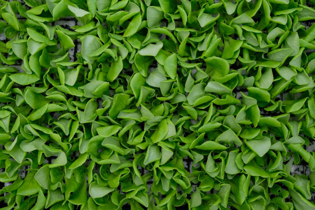 RhizoVital wzmocnienie rozsady