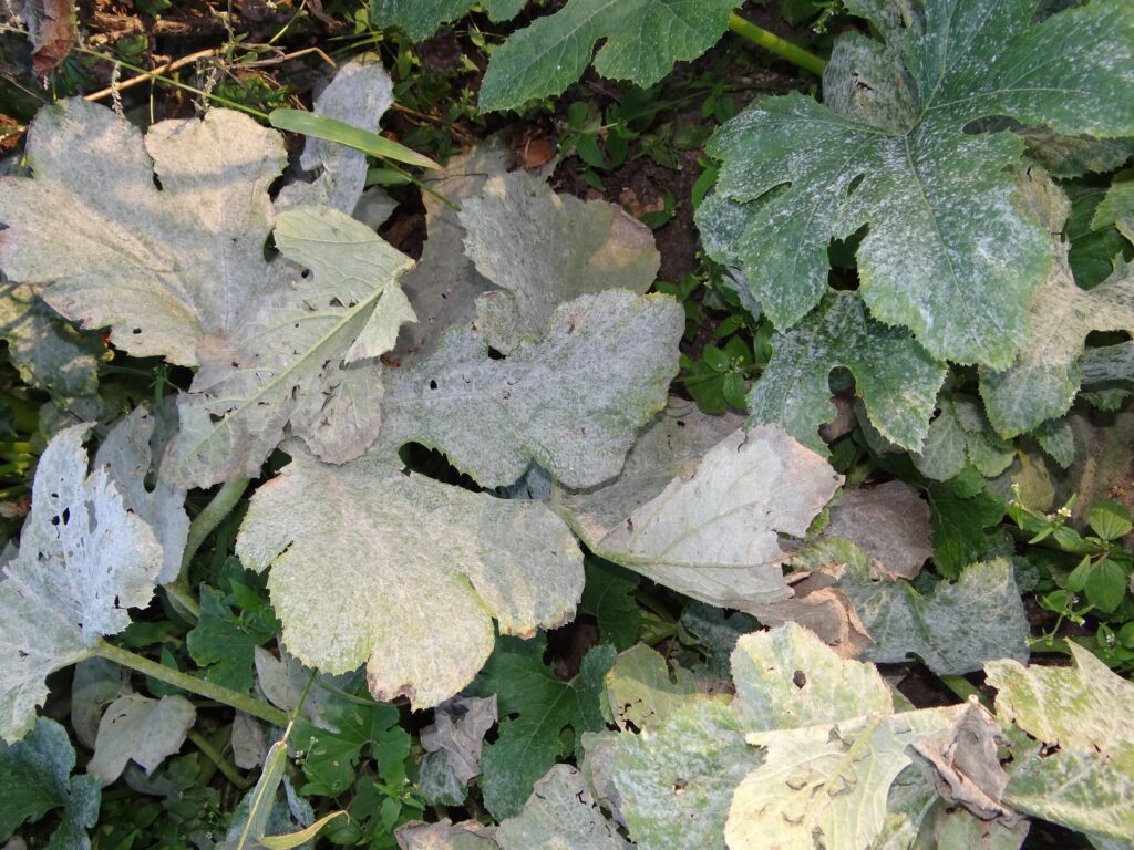 Prev AM na mączniaki prawdziwe