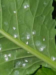 Mączlik warzywny – jak się go pozbyć? Biologiczne zwalczanie mączlika.