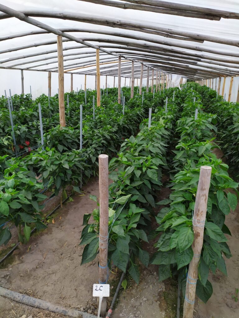 plantacja