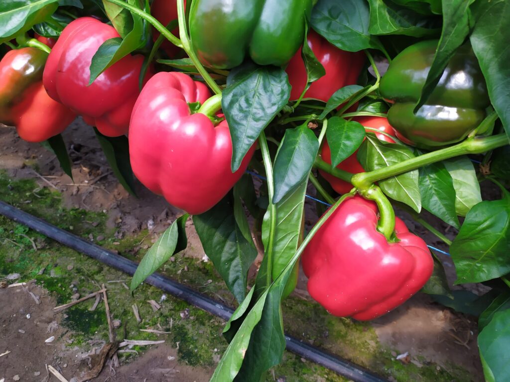 papryka