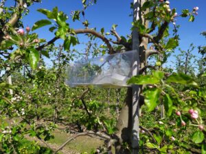 Monitoring szkodników w sadach – Twój pierwszy krok do skutecznej ochrony!