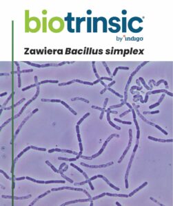 Biotrinsic i30 zawiera Bacillus simplex zwiększającą odpornośc na suszę