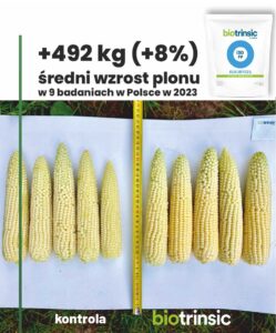 Biotrinsic i30 wzrost plonu kukurydzy i zaziarnienia kolb