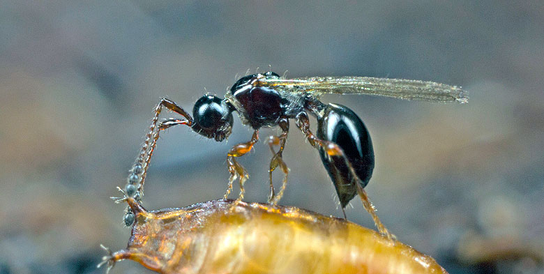 zwalczanie Drosophila