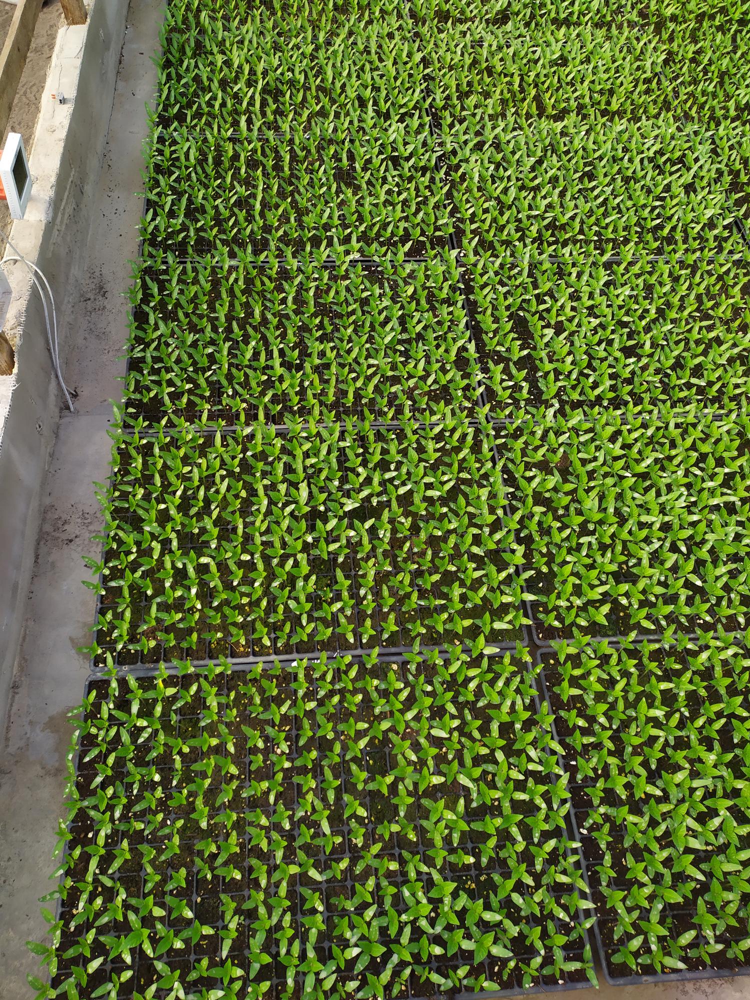 preparaty mikrobiologiczne do produkcji rozsady