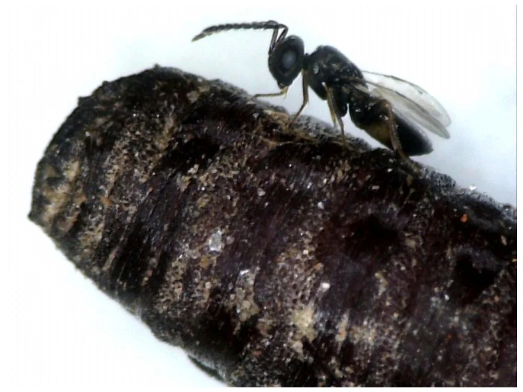 Osa pasożytnicza Muscidifurax raptorellus