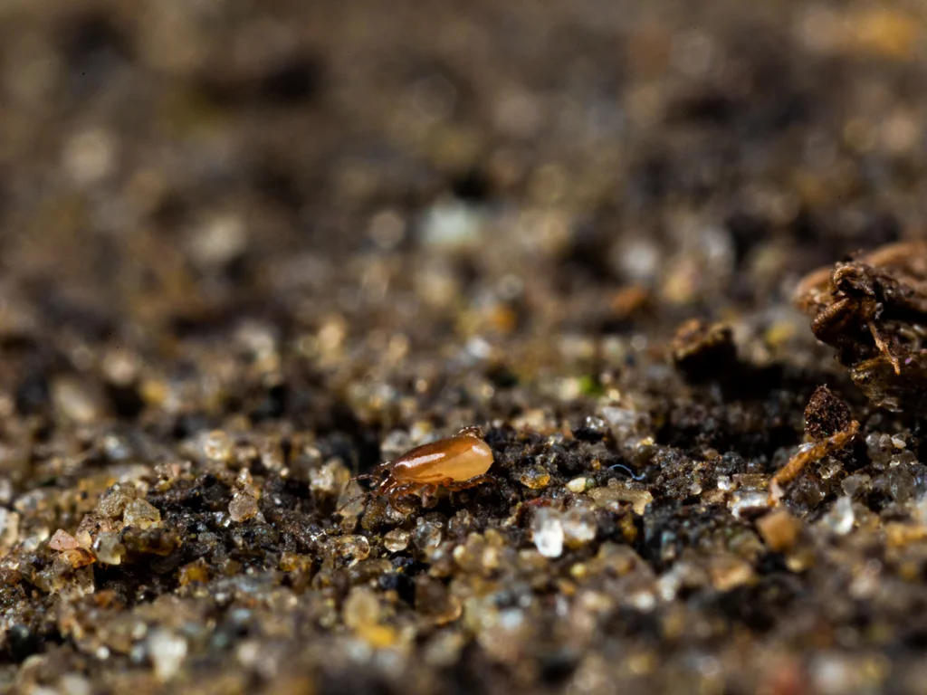 Drapieżne roztocza Macrocheles robustulus